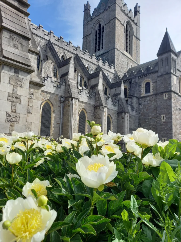 A shot of christ church cathedral in dublin ireland where you can see white flowers blooming around the church